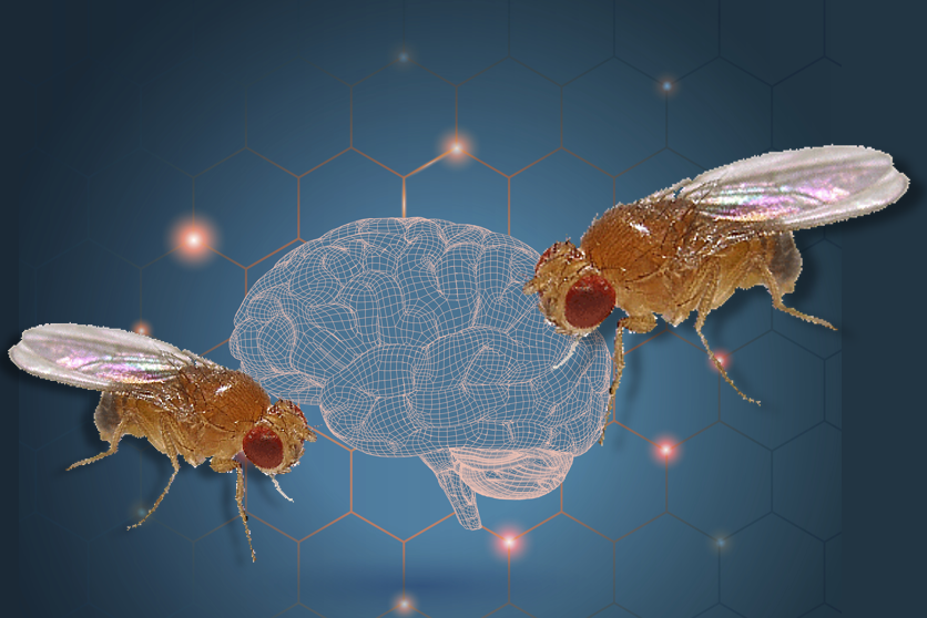 Seeing dead fruit flies is bad for the health of fruit flies – and  neuroscientists have identified the exact brain cells responsible